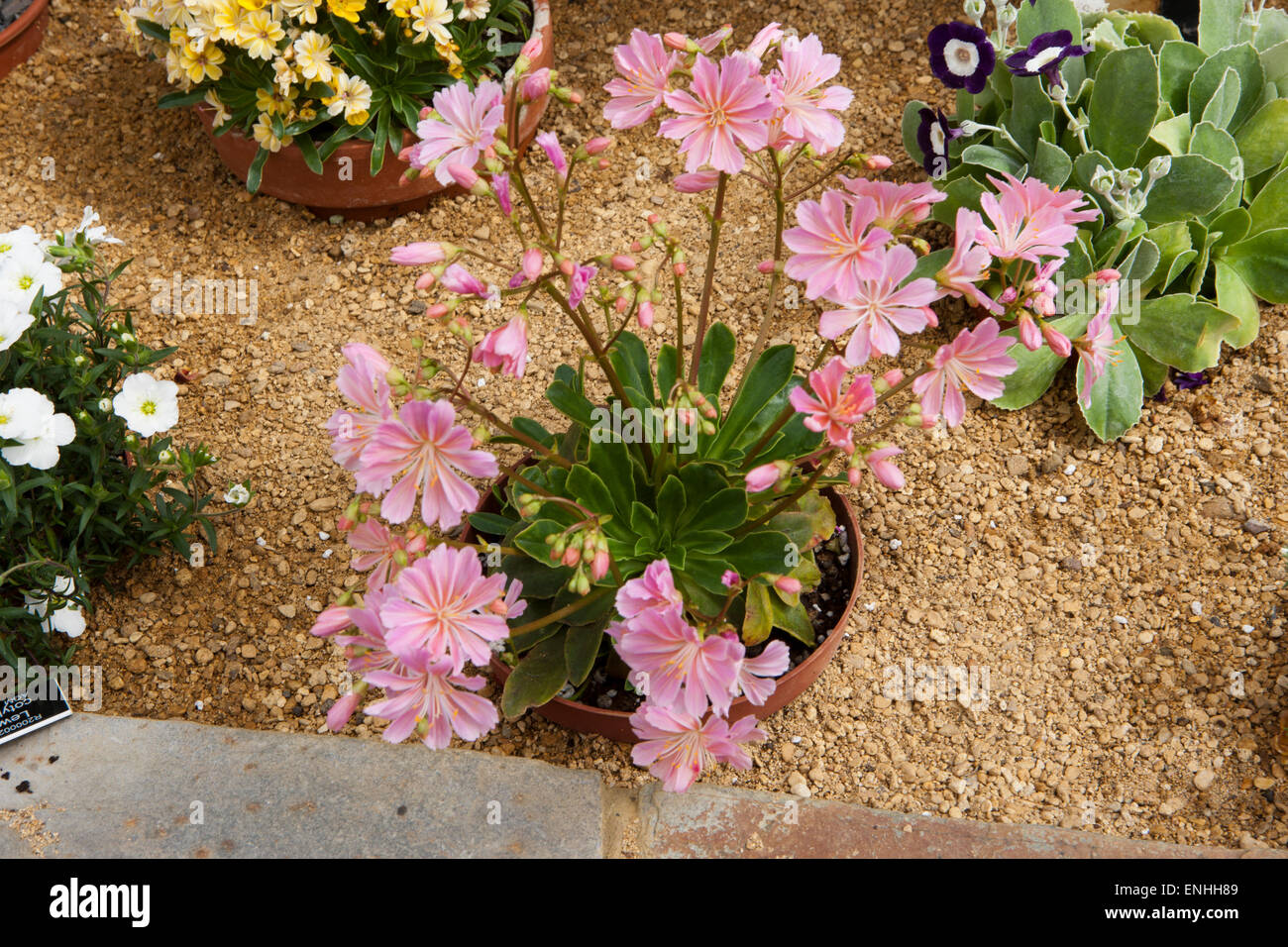 Lewisia cotiledone Siskiyou cresce in una serra alpina ad RHS Garden a Rosemoor grande Torrington Devon Foto Stock