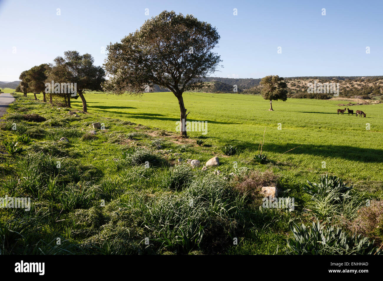 Paesaggio con asini selvatici, Karpaz penisola settentrionale di Cipro Foto Stock