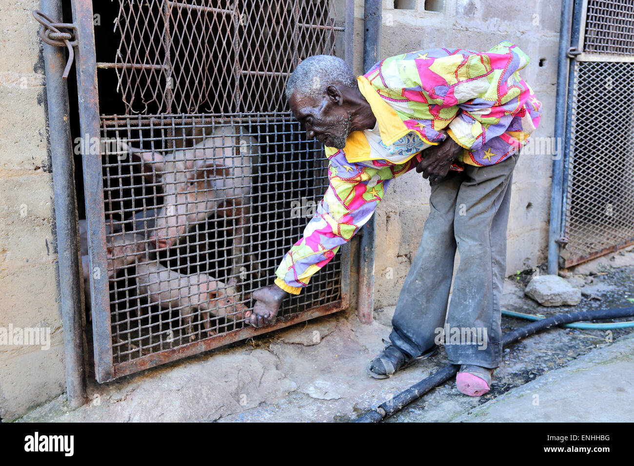 Imprenditore avendo cura di poco i suinetti nel porcile. Ibenga, Zambia, Africa Foto Stock