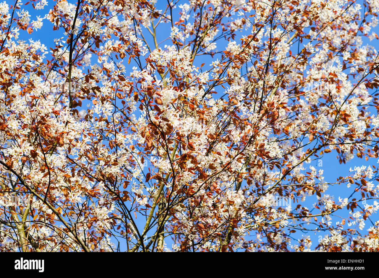 Rosaceae (la famiglia di rose) è un familiare di medie dimensioni di piante in fiore Foto Stock