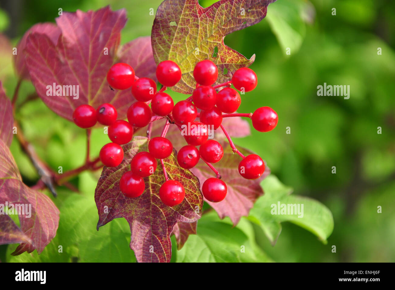 Bacche di viburno-rose (Viburnum opulus) Foto Stock