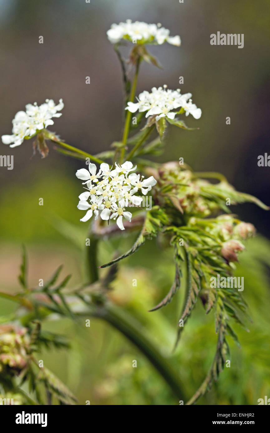 Mucca prezzemolo (Anthriscus sylvestris) può Irlanda Foto Stock