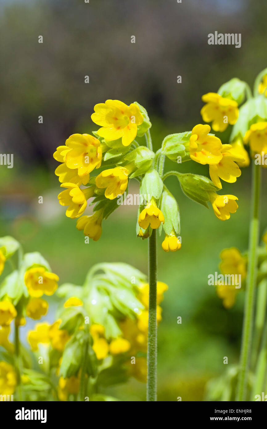 Cowslip (Primula veris) Maggio,l'Irlanda Foto Stock