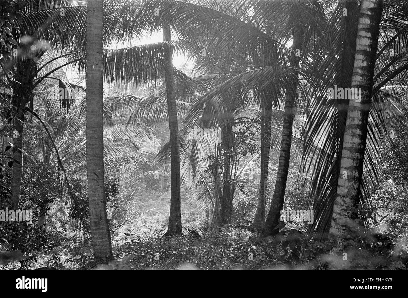 Gli alberi di palma, West Indies, febbraio 1965. Foto Stock