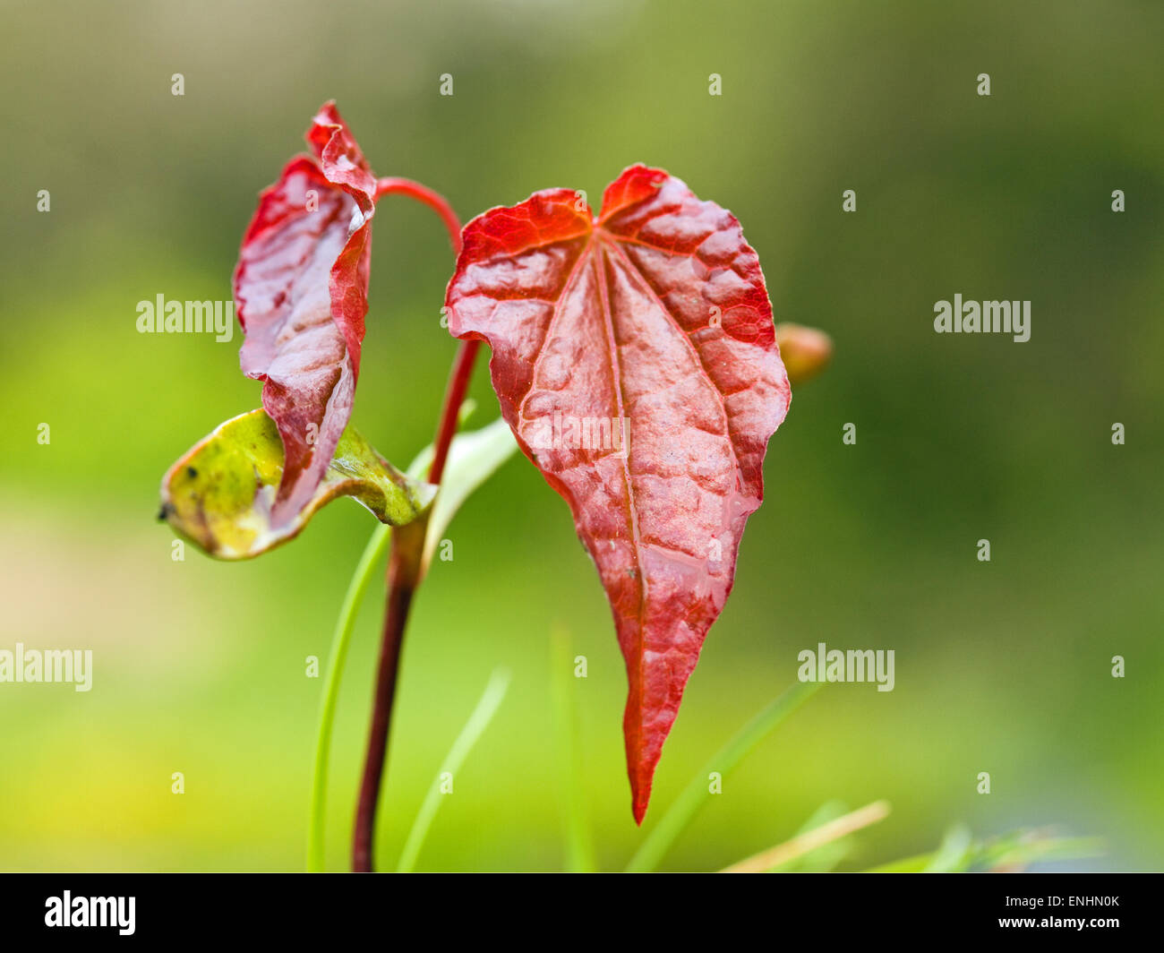 Una piantina dalla Norvegia acero(Acer platanoides crimson king) Maggio,l'Irlanda Foto Stock