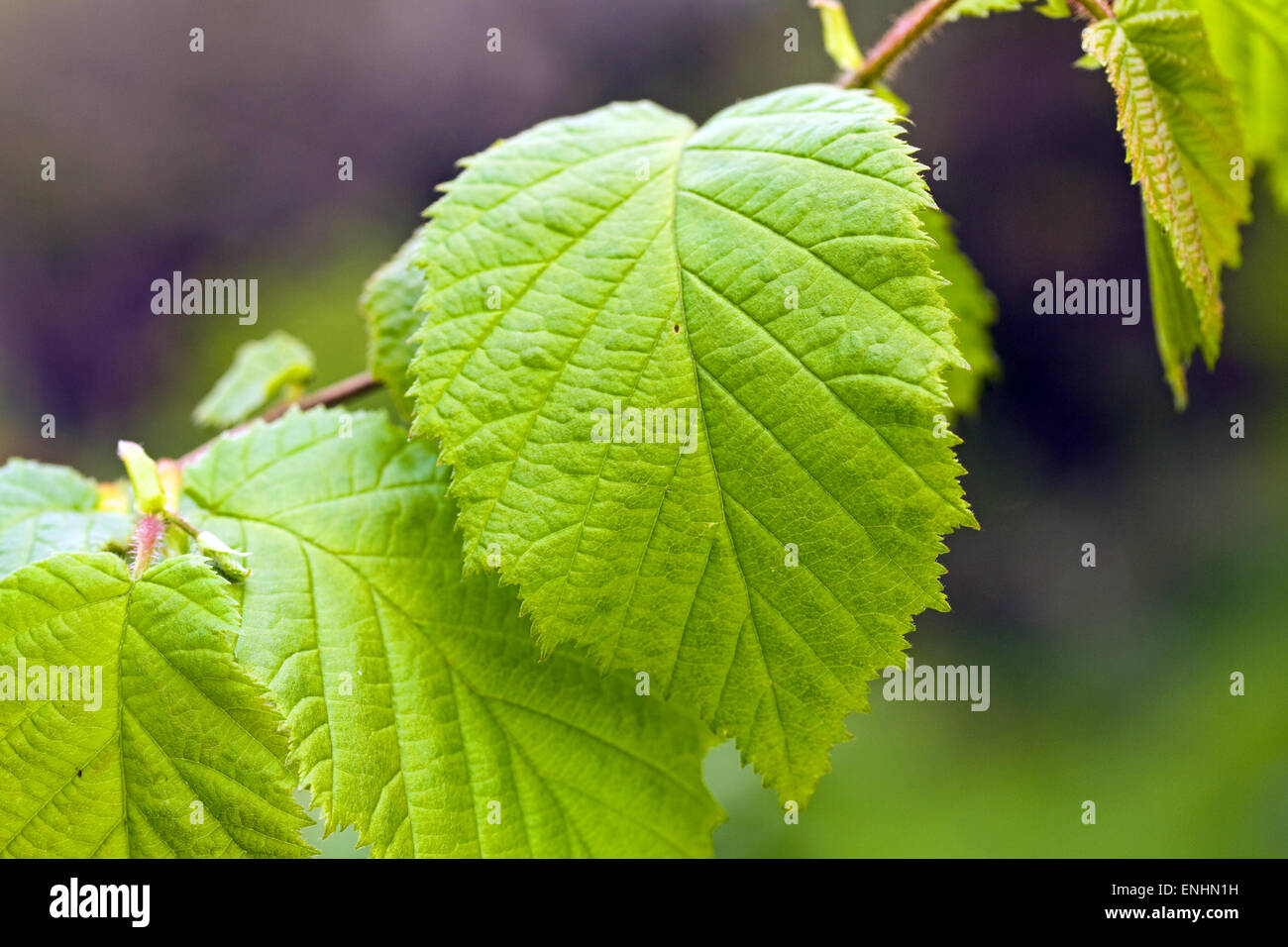 Nocciolo nel maggio,l'Irlanda Foto Stock