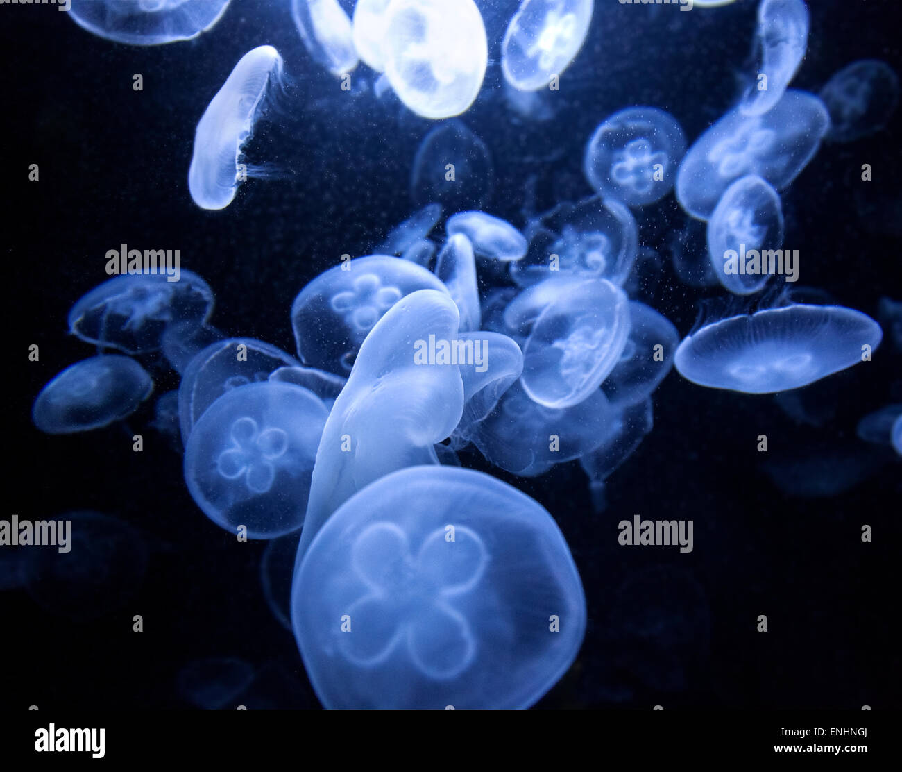 Natura misterioso fondo fatta di meduse illuminato con luce blu in acquario. Foto Stock