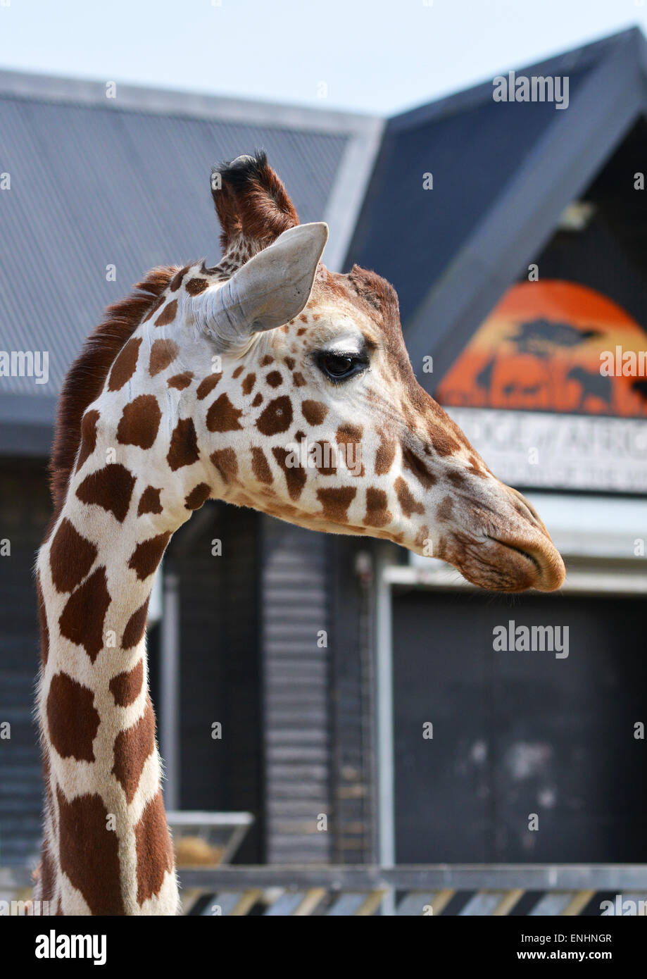 Giraffa reticolata in Zoo di Colchester, Essex Foto Stock