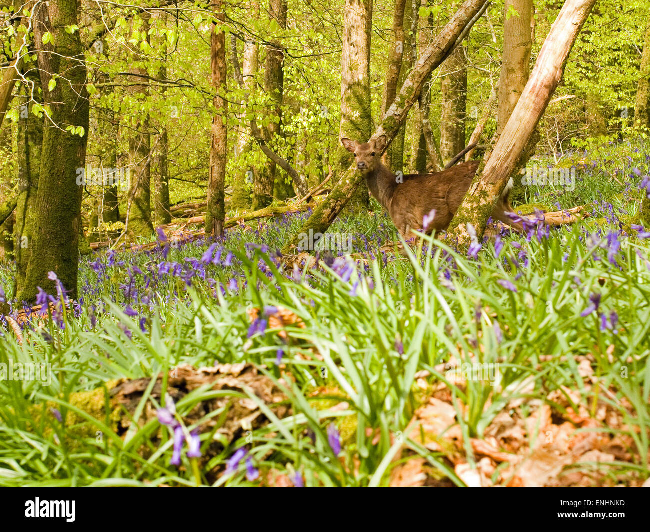 Sika cervo (Cervus nippon) o ibrido di bluebells nella foresta,Maggio,l'Irlanda Foto Stock