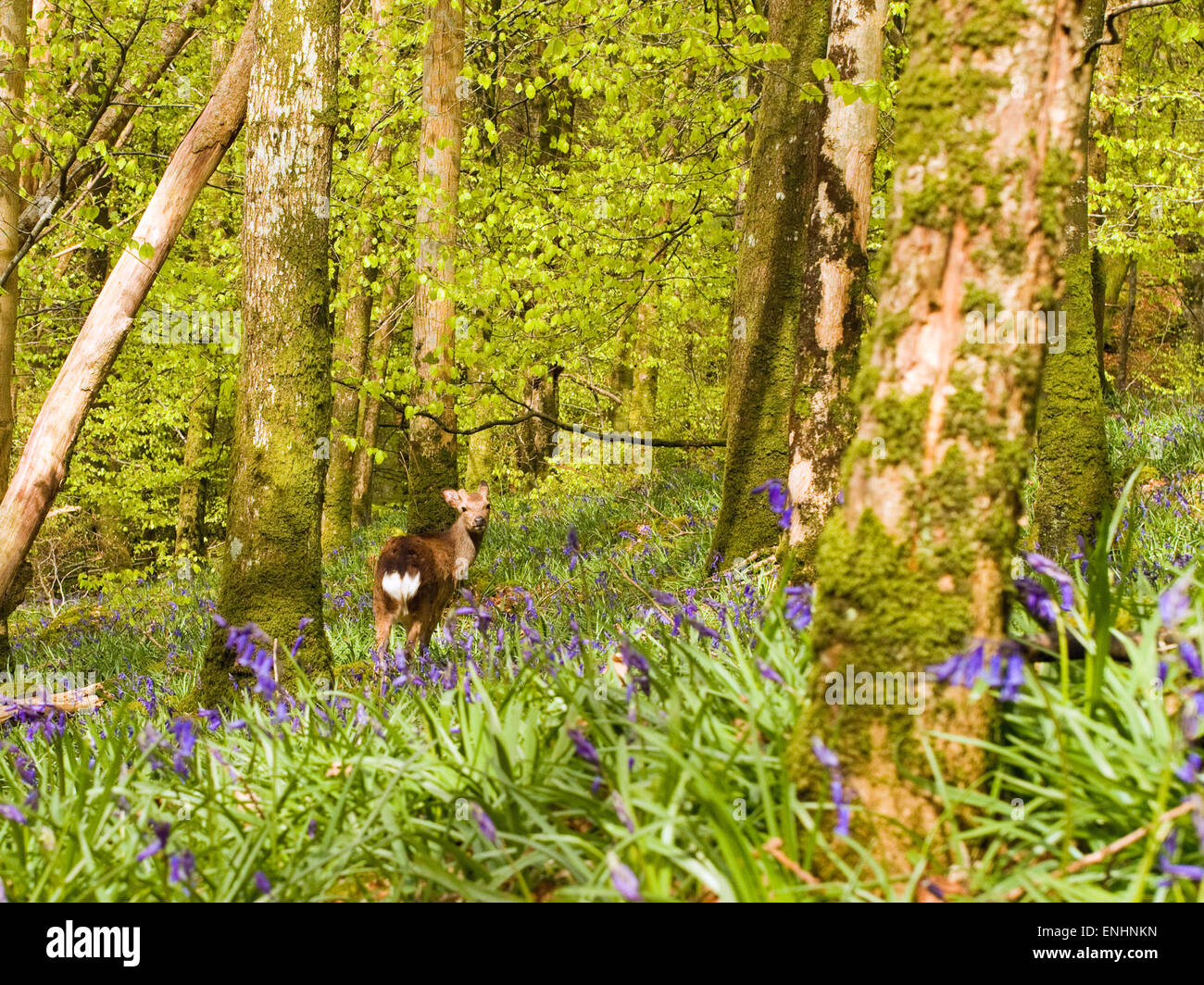 Sika cervo (Cervus nippon) o ibrido di bluebells nella foresta,Maggio,l'Irlanda Foto Stock