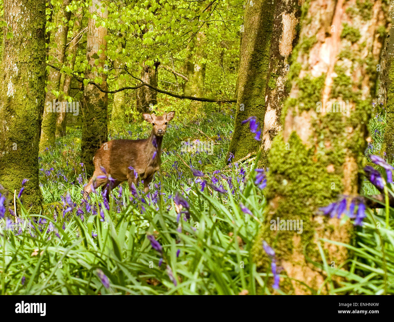 Sika cervo (Cervus nippon) o ibrido di bluebells nella foresta,Maggio,l'Irlanda Foto Stock