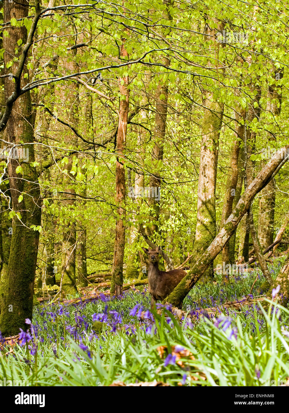 Sika cervo (Cervus nippon) o ibrido di bluebells nella foresta,Maggio,l'Irlanda Foto Stock