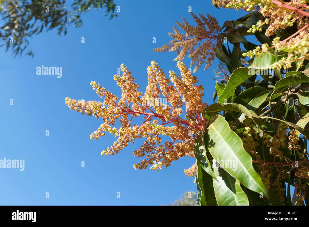 Il Mango Tree in bloom (Mangifera indica), il Monte Barnet Roadhouse, regione di Kimberley, Australia occidentale Foto Stock