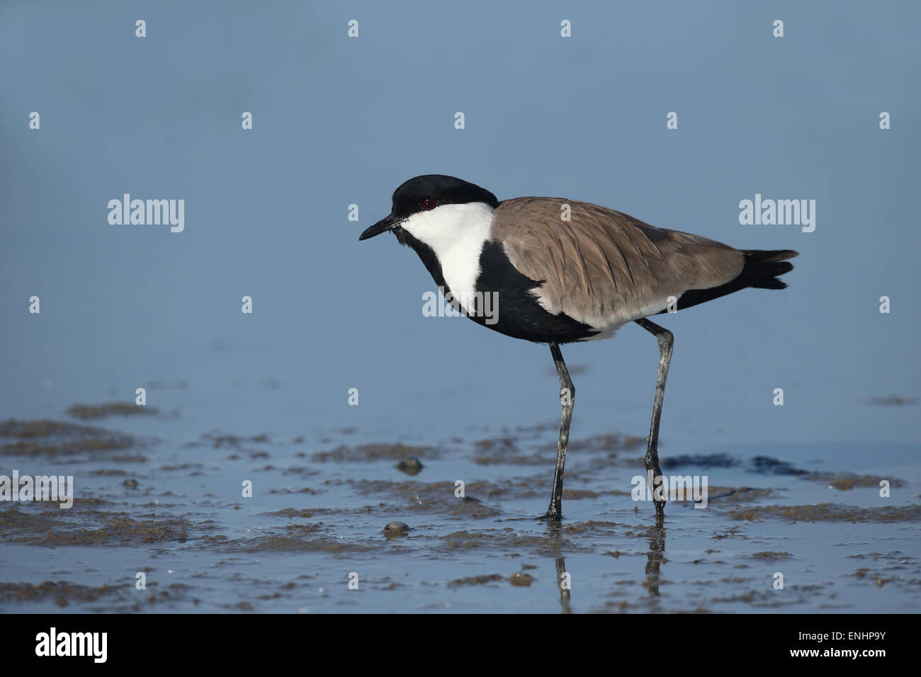 Dallo sperone plover o pavoncella, Vanellus spinosus, singolo uccello in acqua, Cipro, Aprile 2015 Foto Stock