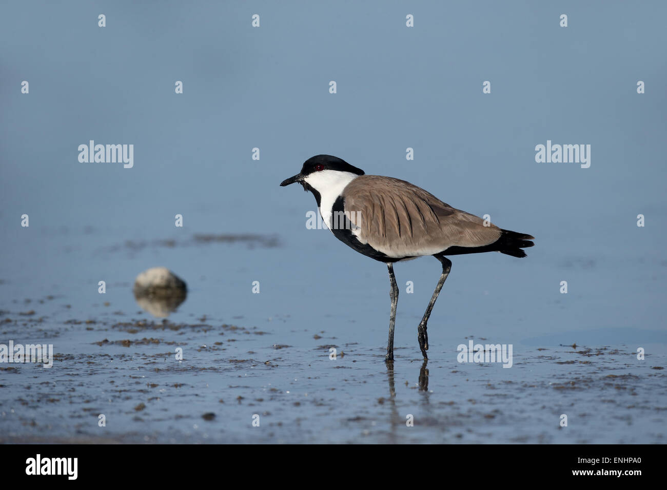 Dallo sperone plover o pavoncella, Vanellus spinosus, singolo uccello in acqua, Cipro, Aprile 2015 Foto Stock