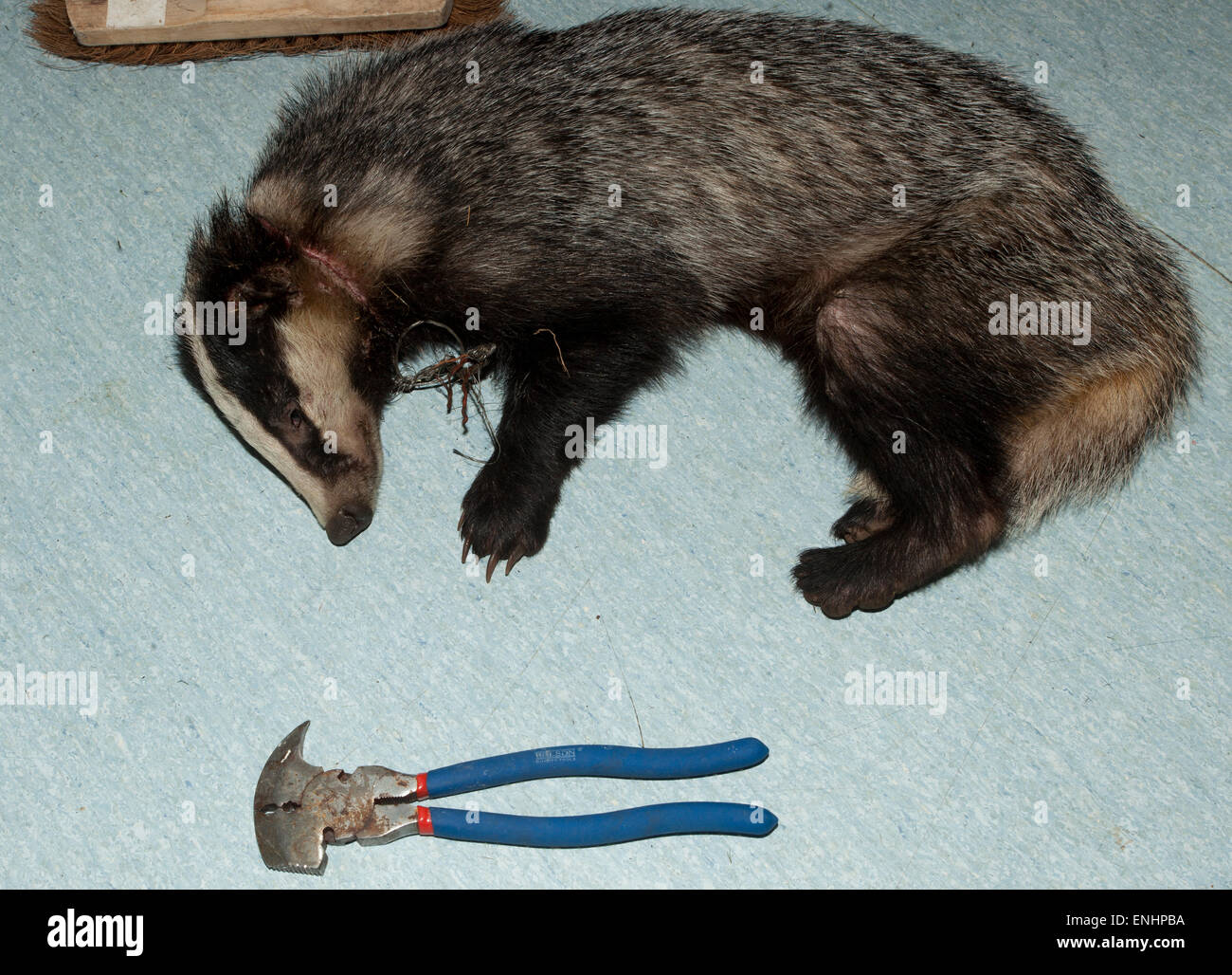 Unione Badger con laccio illegali catturati scollo rotondo Foto Stock