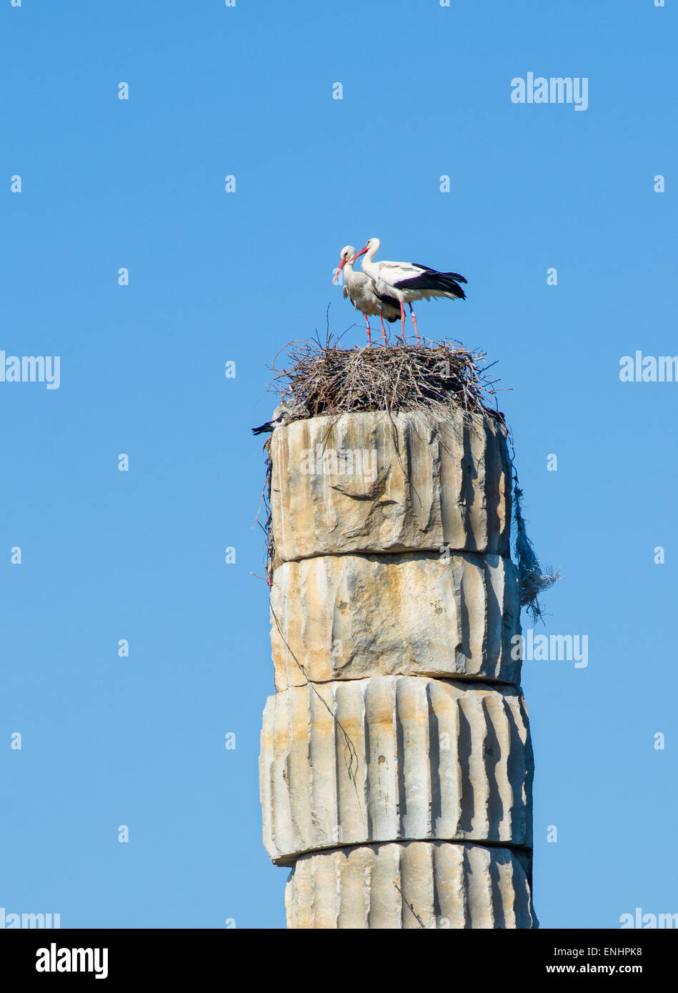 Una coppia di cicogna bianca (Ciconia ciconia) nidificazione sulla parte superiore di una colonna presso il Tempio di Artemide, Efeso, Turchia Foto Stock