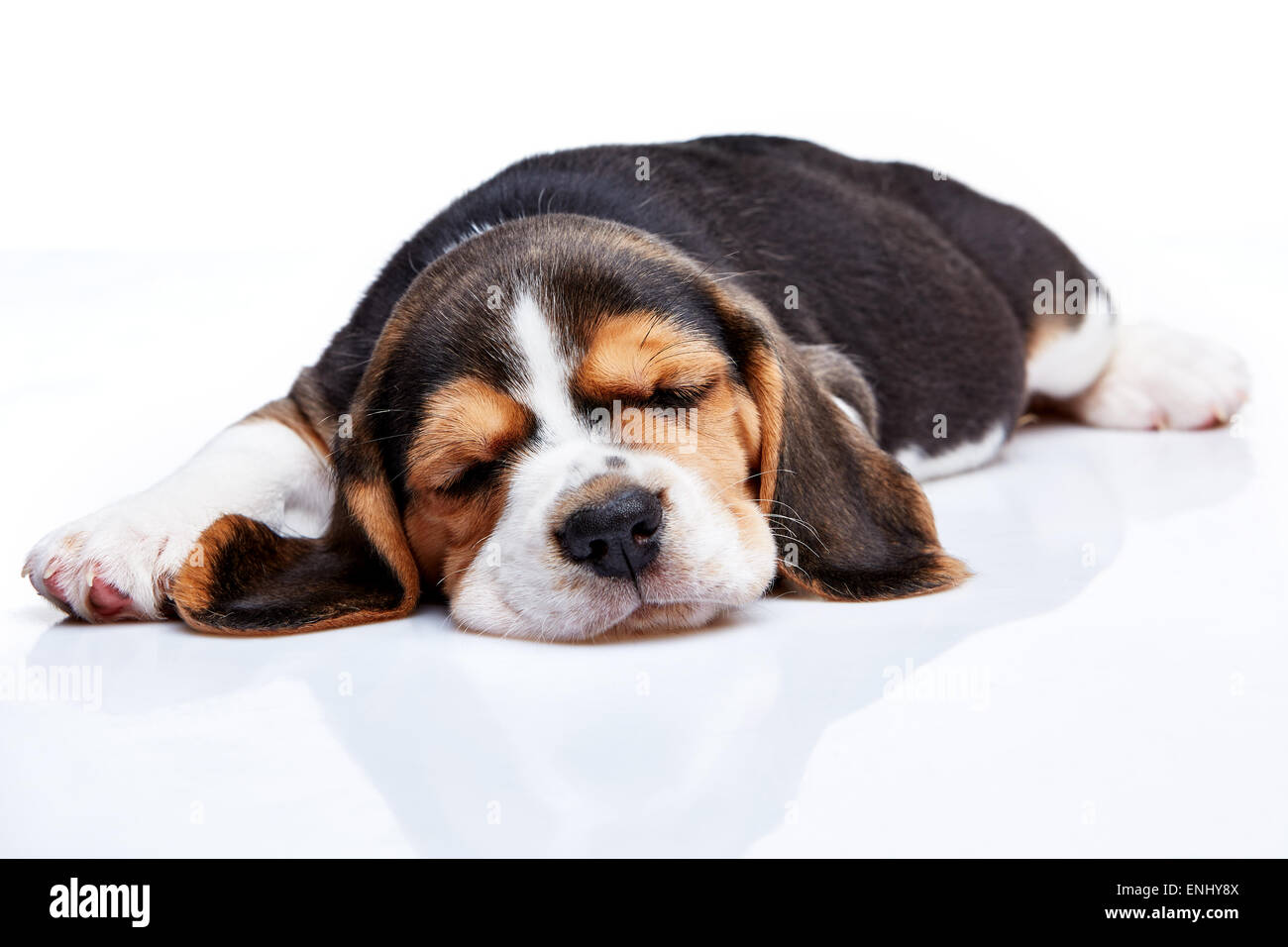 Beagle cucciolo, 1 mese vecchio, dormire di fronte a uno sfondo bianco Foto Stock