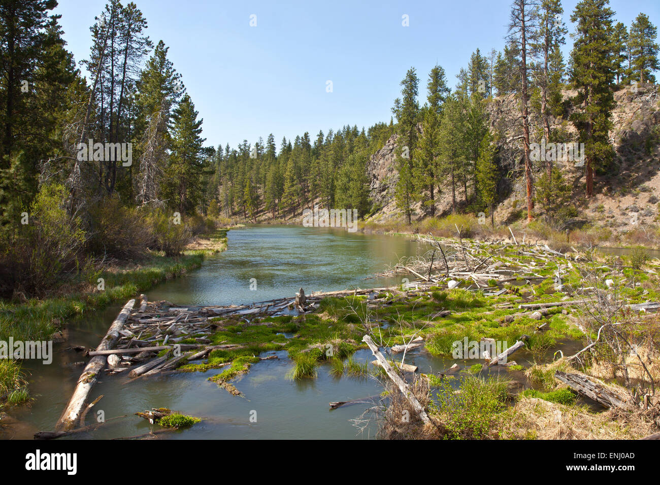 Log Jam un fiume nel centro di Oregon vicino a piegare. Foto Stock