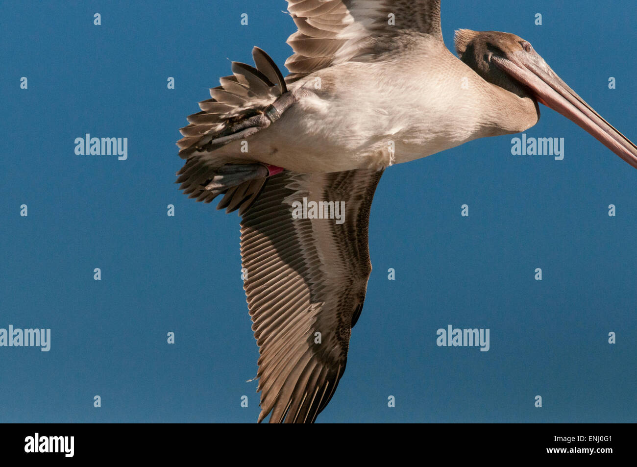 In Louisiana, capretti brown pelican in lotta immediatamente dopo il rilascio dalla fauna selvatica il Centro di riabilitazione in Hammond, LA. Foto Stock