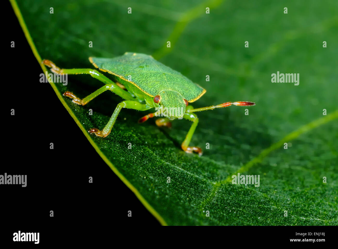 Schermo verde bug, palomena prasina Foto Stock