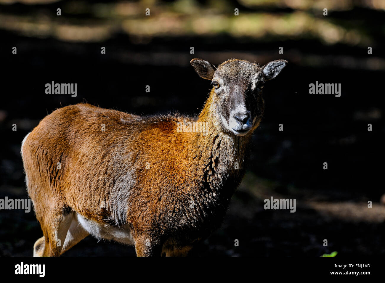 Muflone, Ovis aries Foto Stock