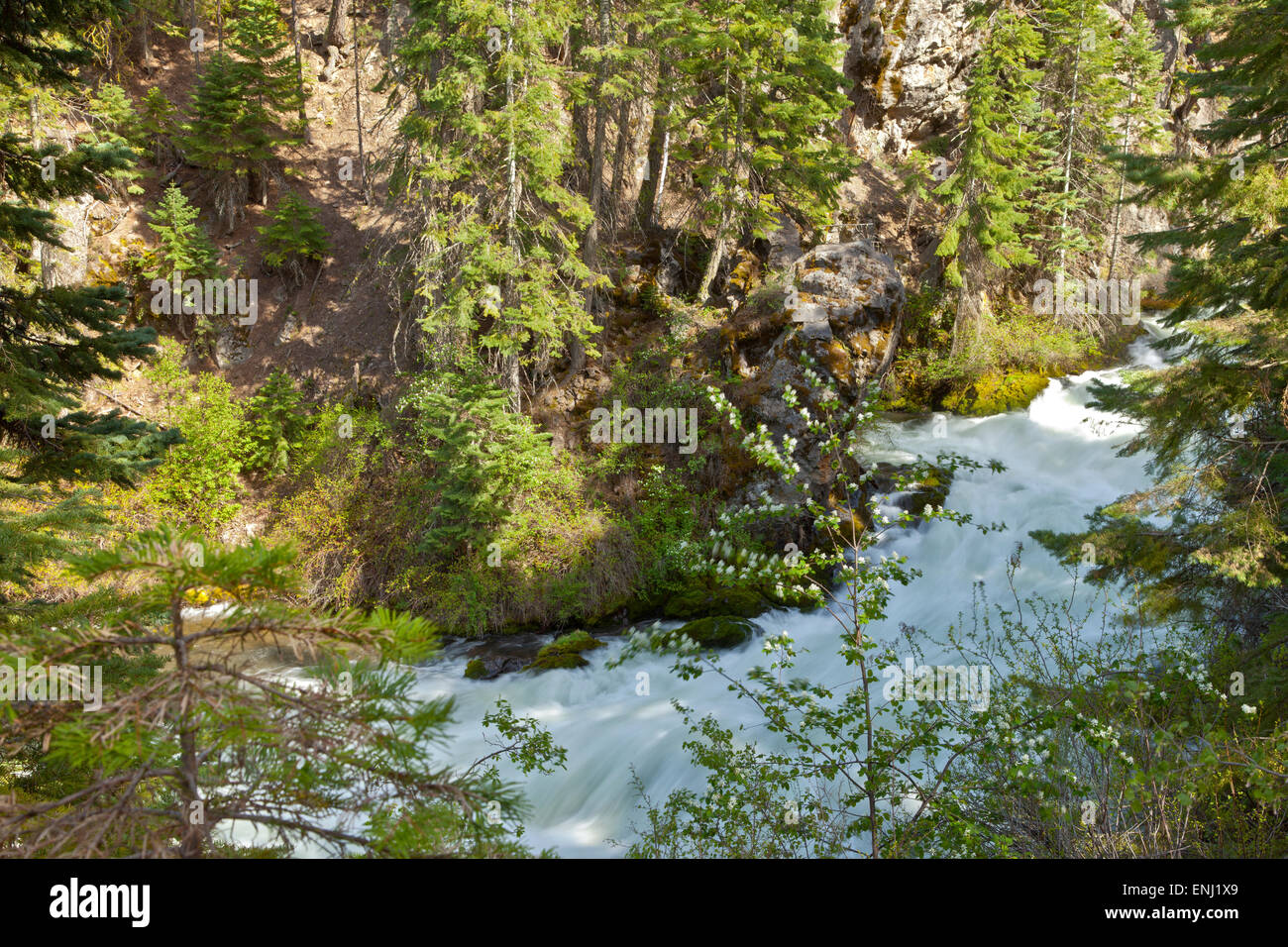 Impetuoso fiume-flusso centrale nella foresta di Oregon. Foto Stock