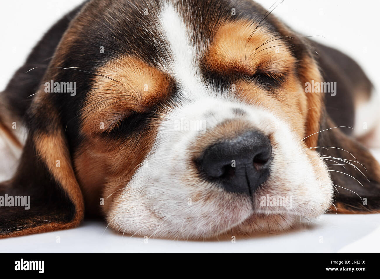 Beagle cucciolo, 1 mese vecchio, dormire di fronte a uno sfondo bianco. muso cucciolo close-up Foto Stock