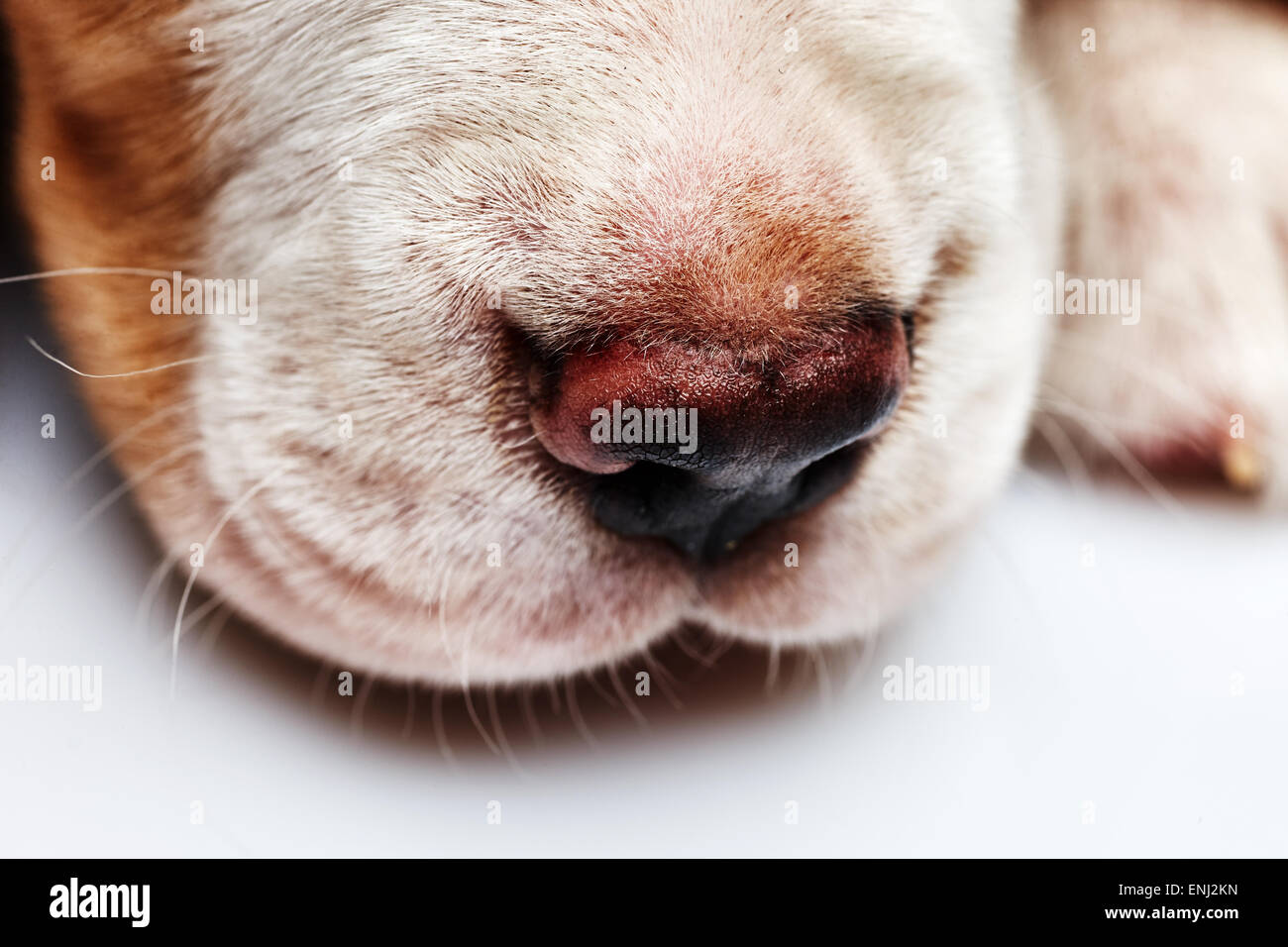 Naso di grazioso cucciolo Beagle, 1 mese vecchio, dormire di fronte a uno sfondo bianco. muso cucciolo close-up Foto Stock