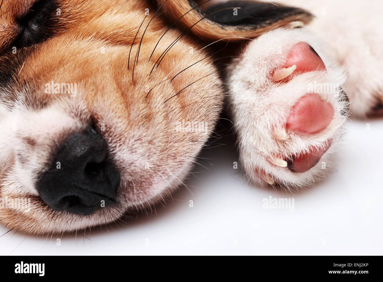 Beagle cucciolo, 1 mese vecchio, dormire di fronte a uno sfondo bianco. muso cucciolo close-up Foto Stock