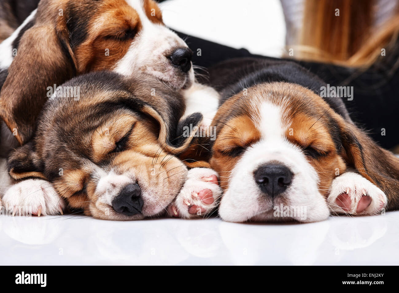I tre cuccioli di beagle, 1 mese vecchio, dormire di fronte a uno sfondo bianco Foto Stock