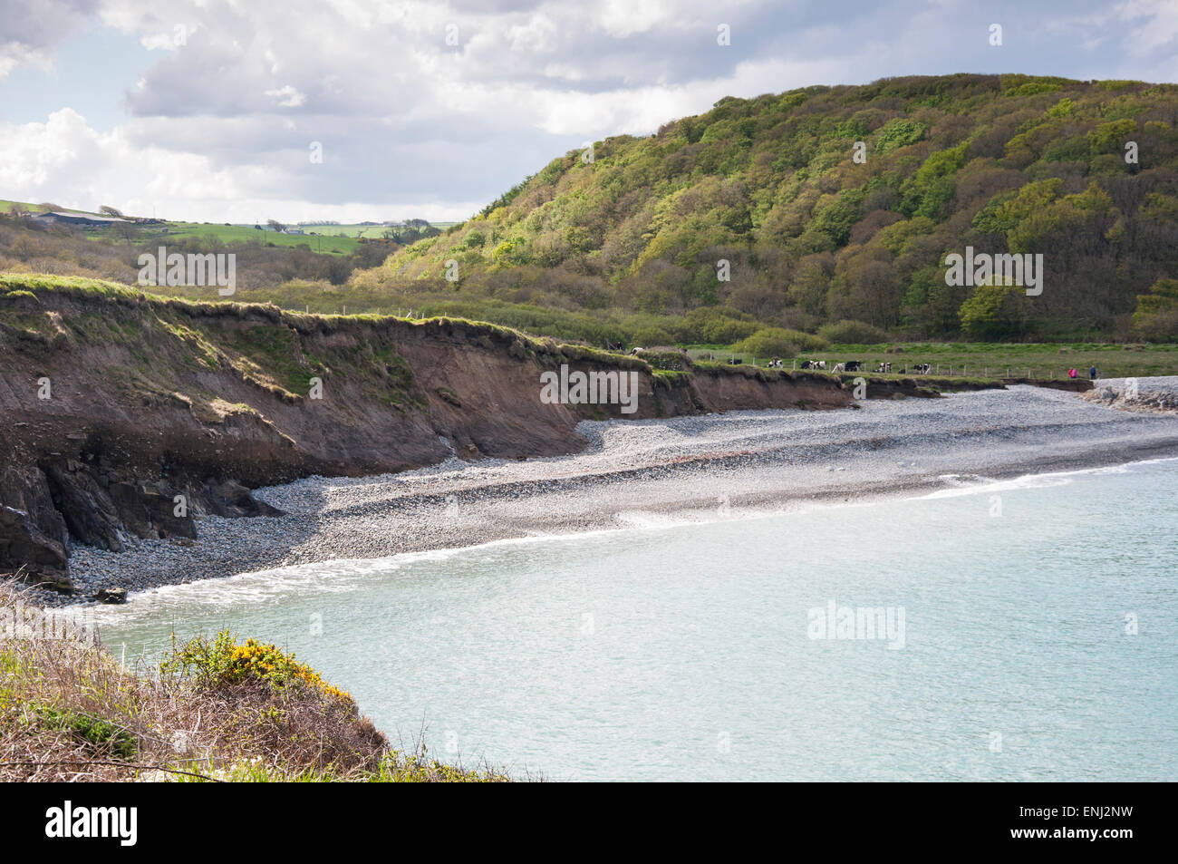 Abermawr Beach sulla costa del Pembrokeshire, Galles. Foto Stock