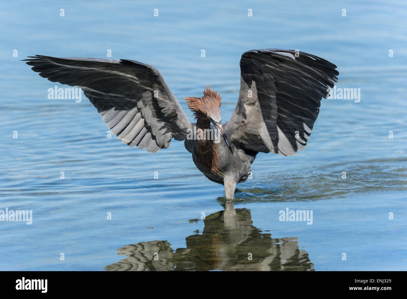 Garzetta rossastra, egretta rufescens Foto Stock