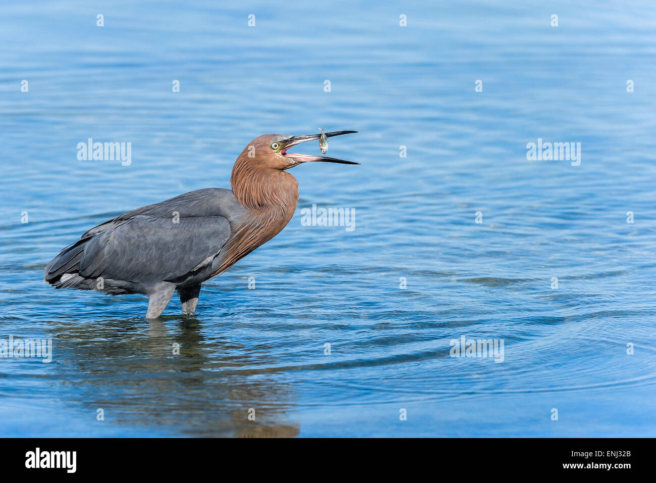 Garzetta rossastra, egretta rufescens Foto Stock