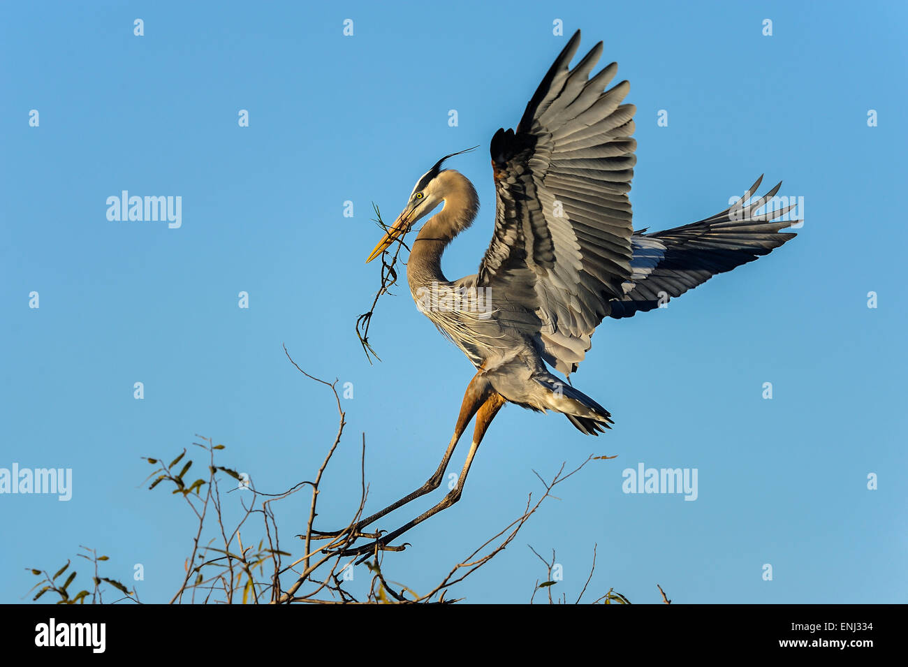 Airone blu, ardea erodiade Foto Stock