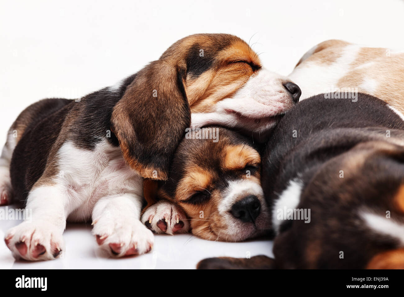 I tre cuccioli di beagle, 1 mese vecchio, dormire di fronte a uno sfondo bianco Foto Stock