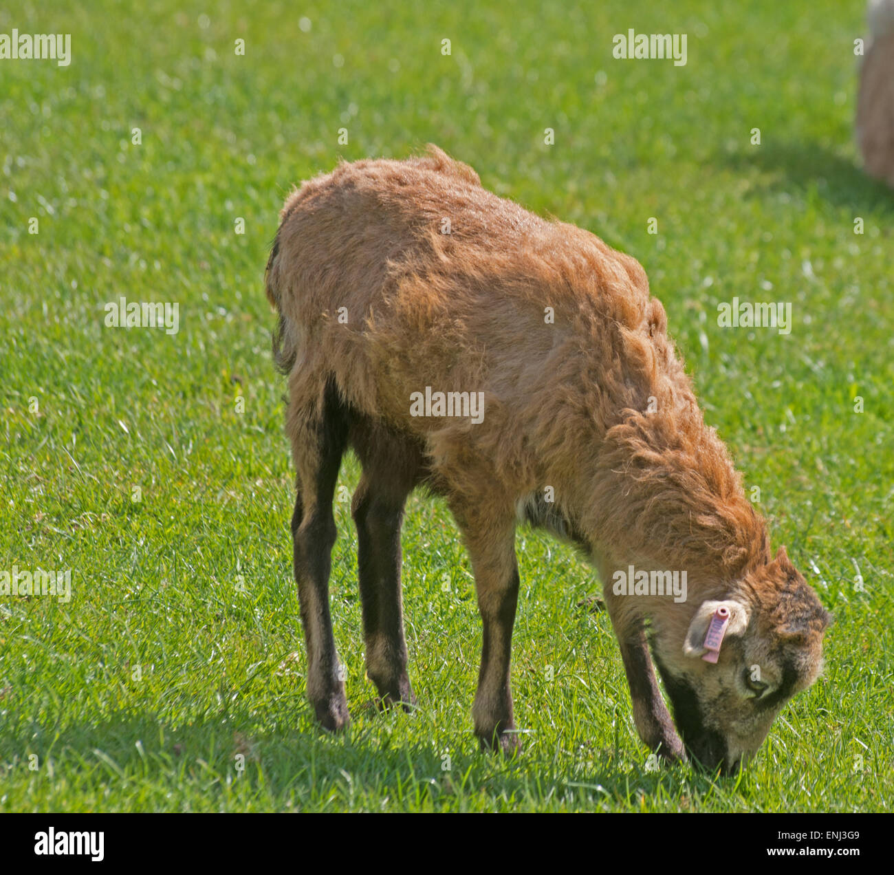 Camerun ovini Ovis aries Africa Foto Stock