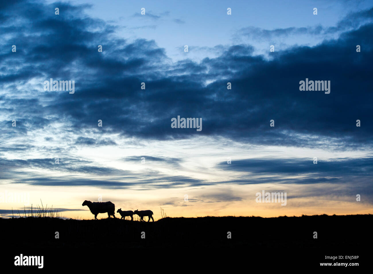 Silhouette di una pecora con molla agnelli in piedi su una collina di sunrise Foto Stock