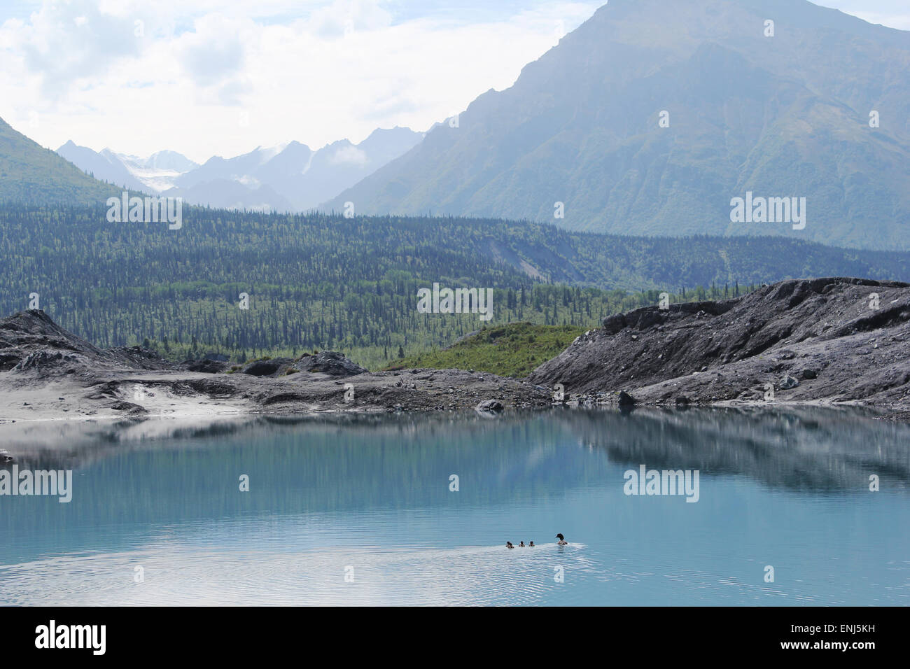 Famiglia di anatra nuoto in Bright Blue Pond Foto Stock