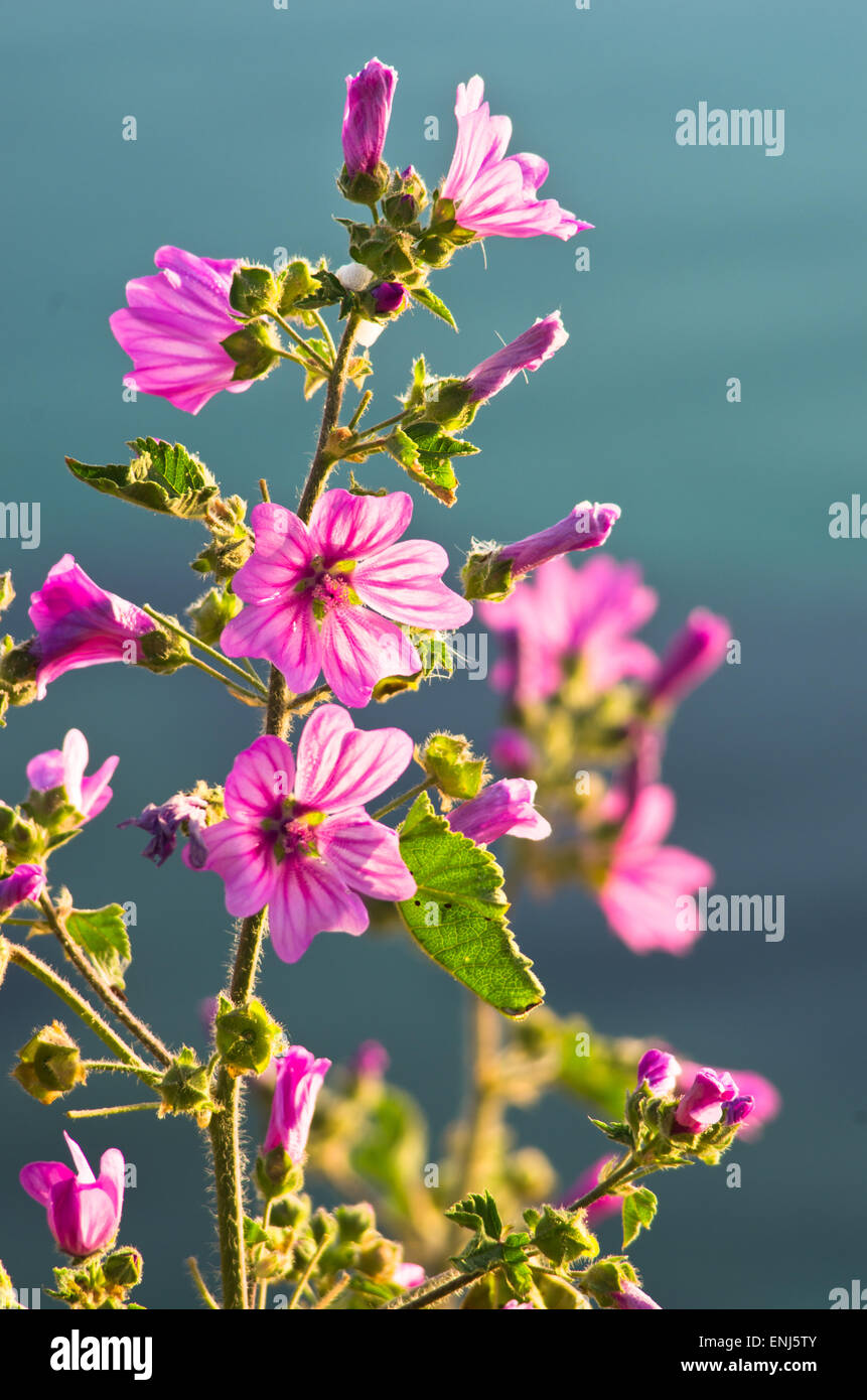 Wild Mediteranean fiori vicino costa in Macedonia, Grecia Foto Stock