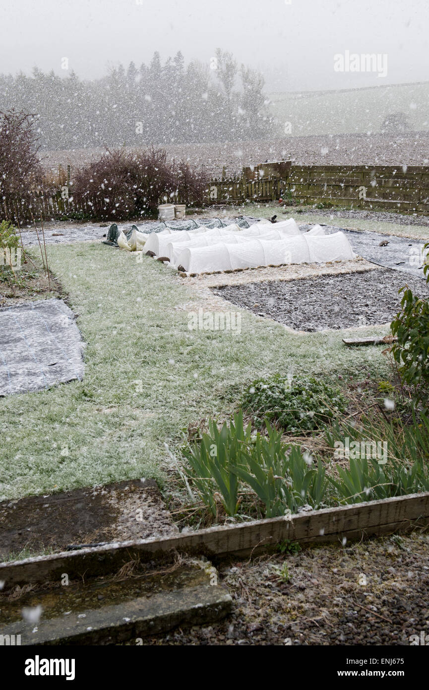 Tempesta di neve in un giardino preparato in Scozia in Primavera. Scottish Borders, Scozia Foto Stock