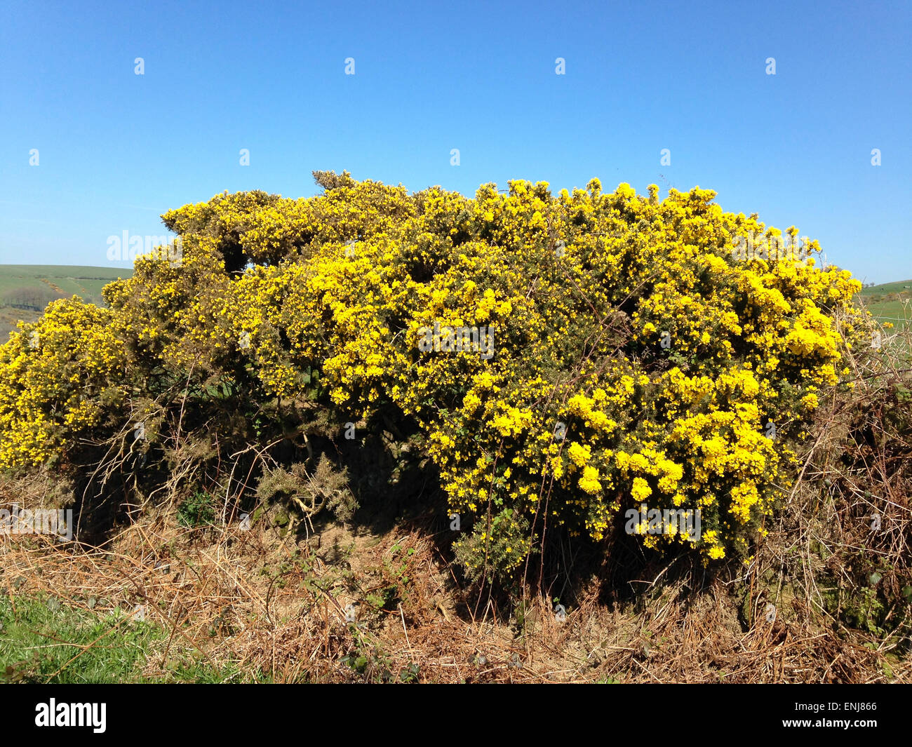 Golden gorse bush Foto Stock