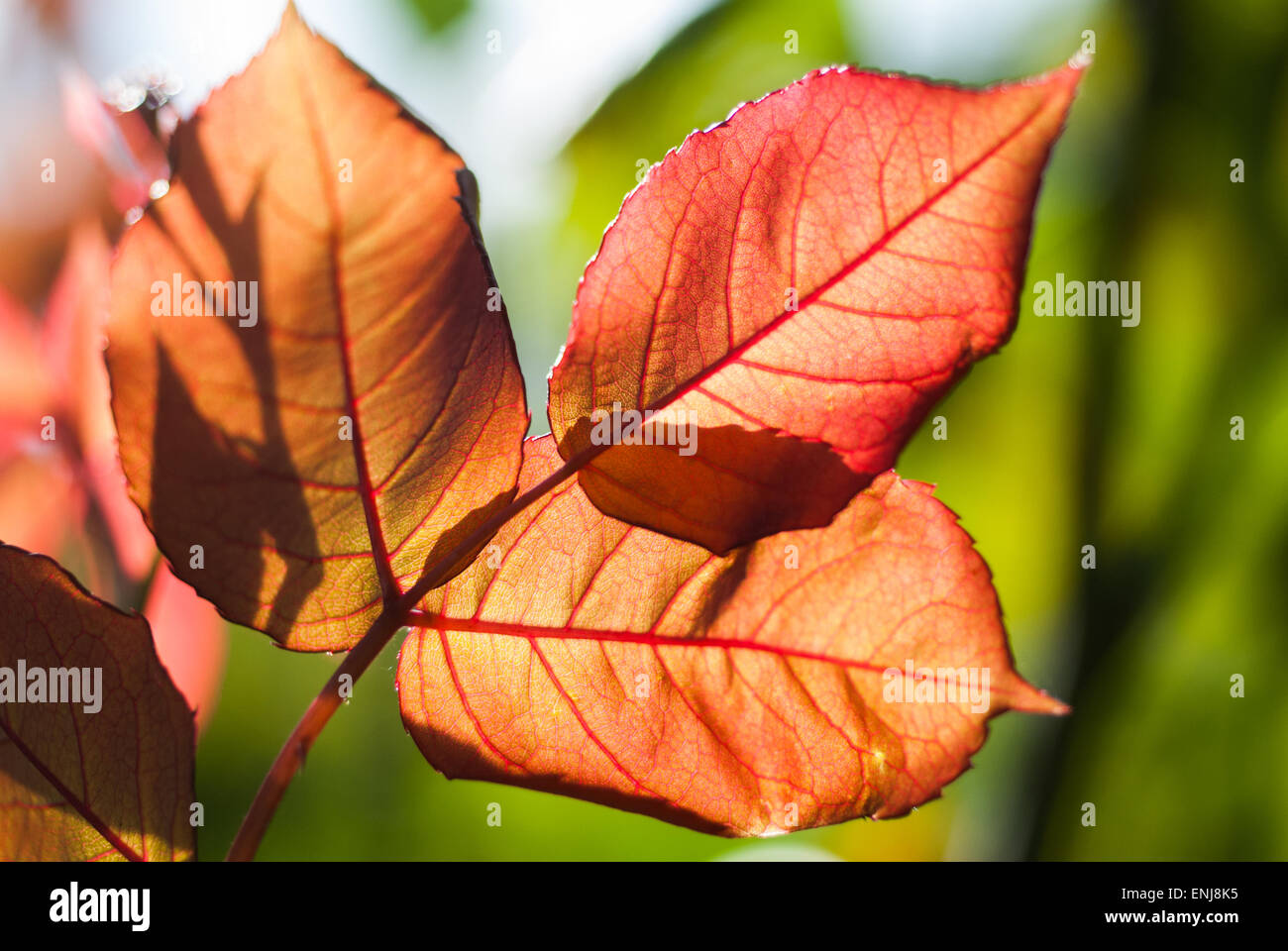 Macro Shot di sun che mostra il dettaglio delle foglie da sotto. Foto Stock