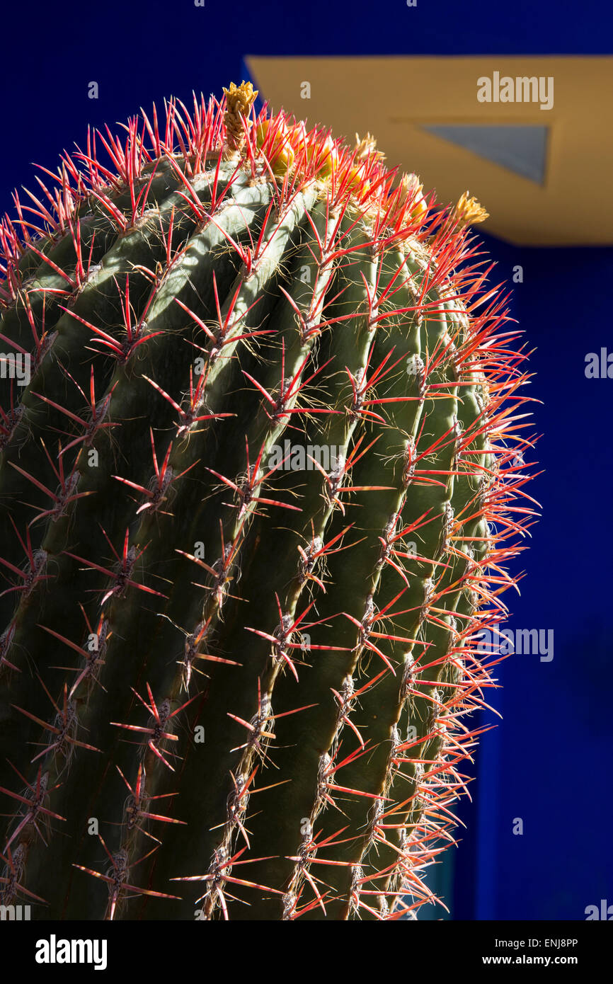 Ferocactus pilosus cactus in fiore in un giardino di cactus cactus Marocco Marrakech Marrakech Jardin Majorelle Yves Saint Laurent giardino Foto Stock