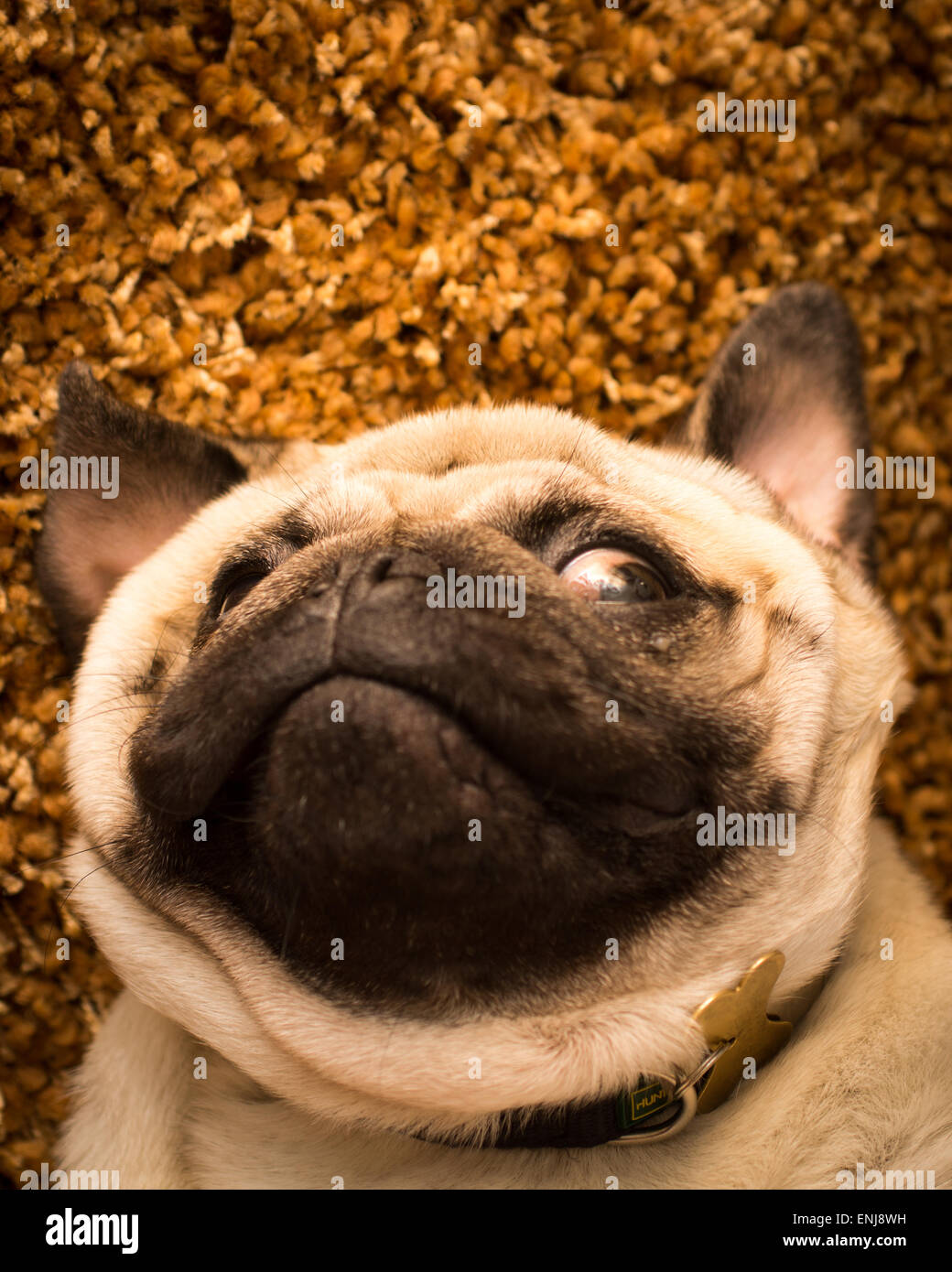 Un cane Pug recante sulla sua schiena Foto Stock