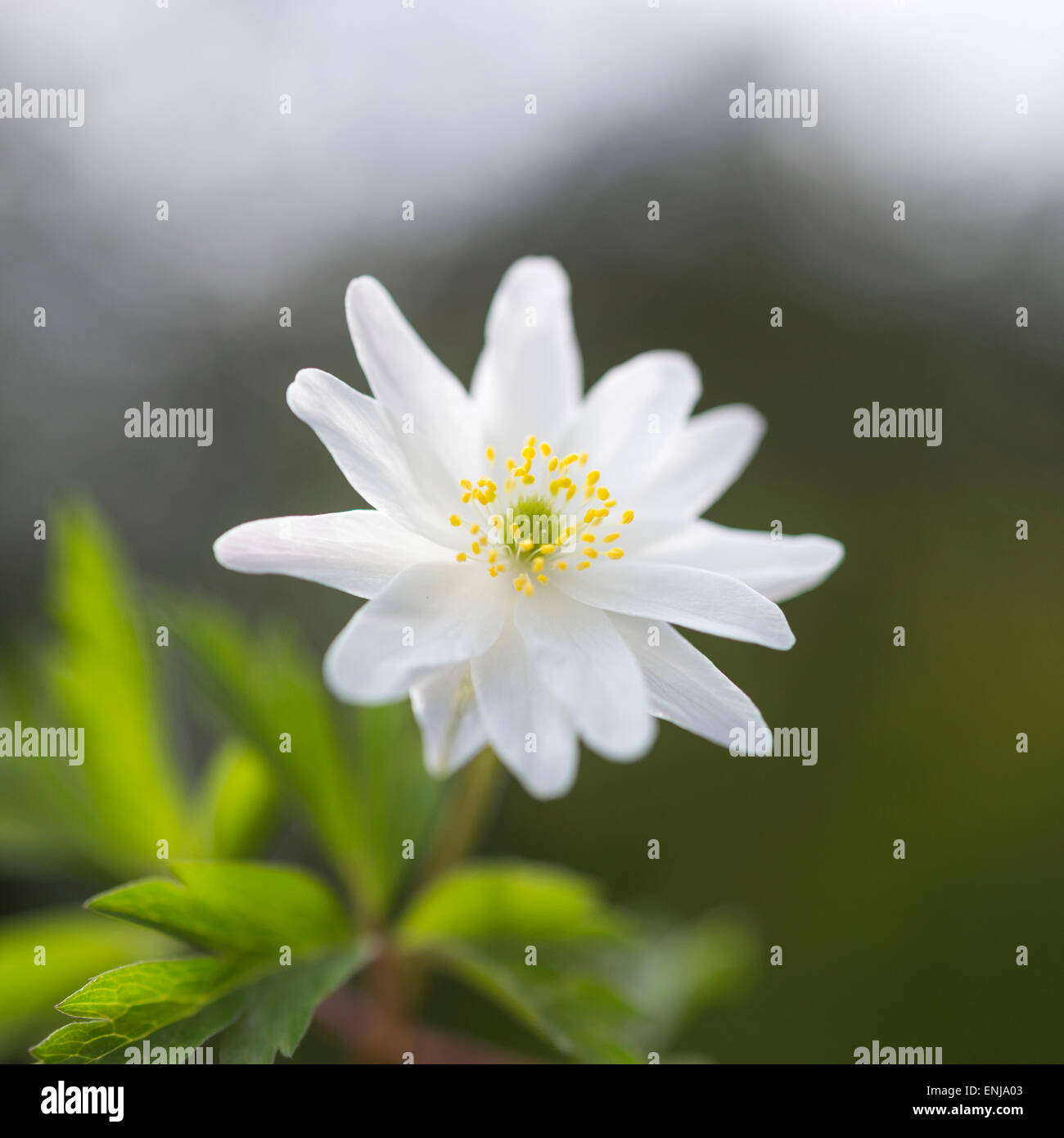 In prossimità di una doppia bianca Anemone Nemerosa con uno sfondo morbido. Foto Stock