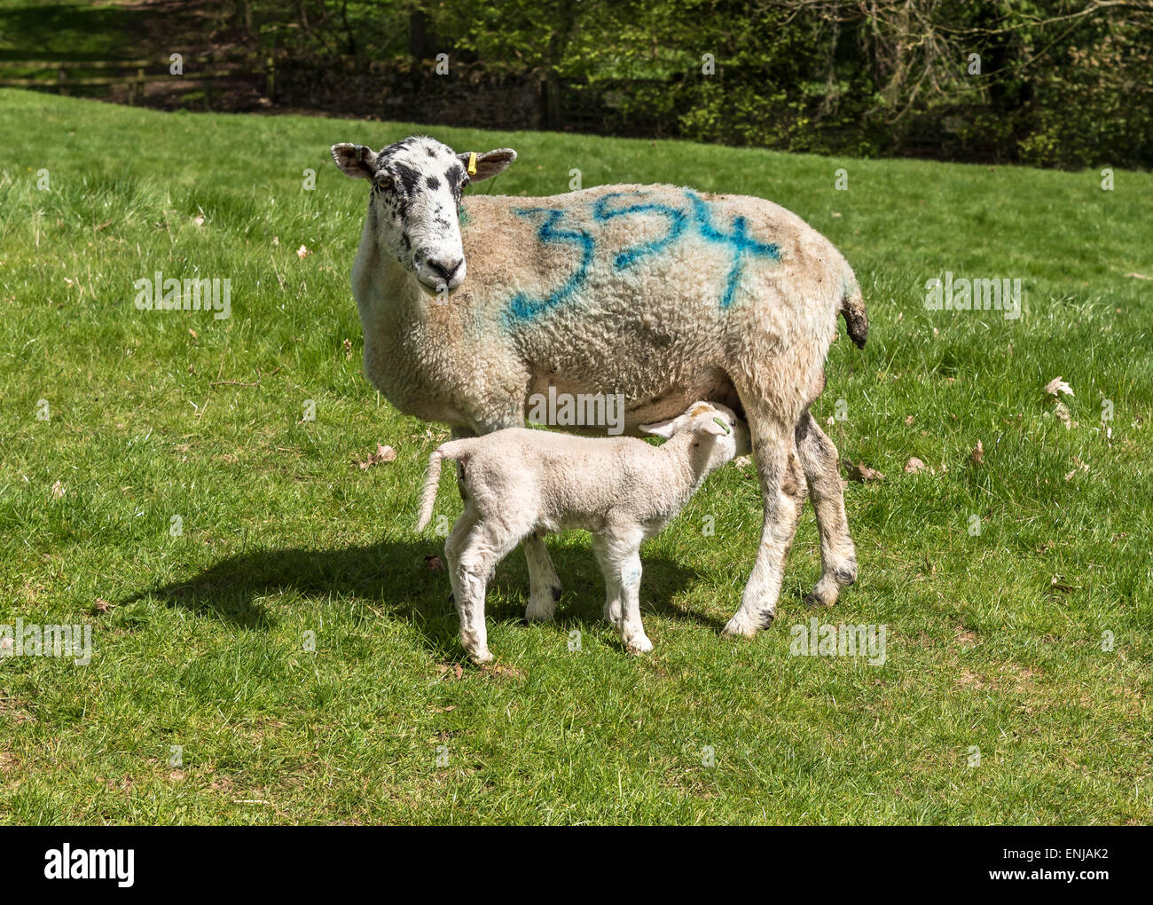 Molla di giovane agnello e madre nel campo di erba Foto Stock