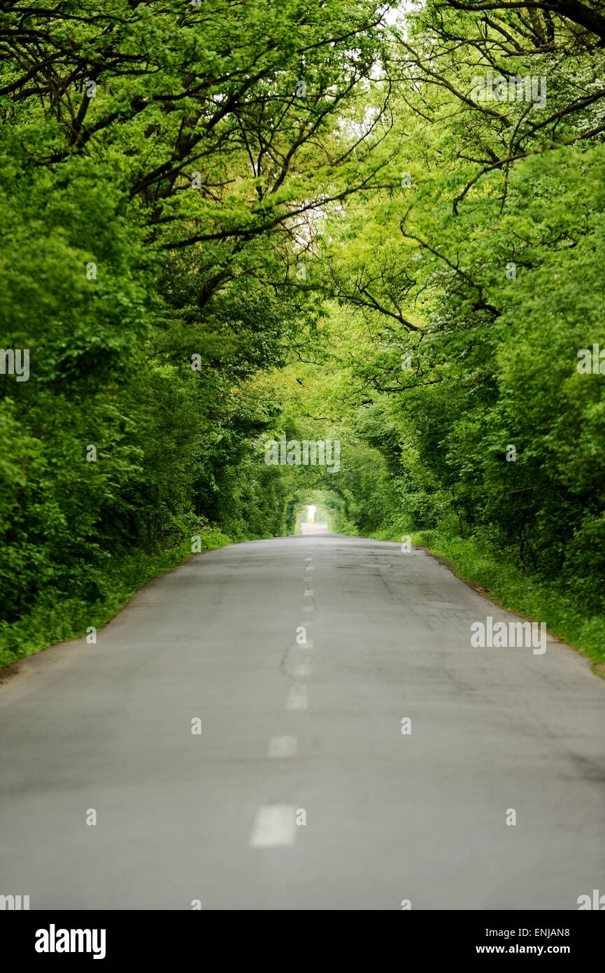 Le due corsie vuoto strada asfaltata attraverso una foresta che assomiglia a un tunnel di alberi Foto Stock