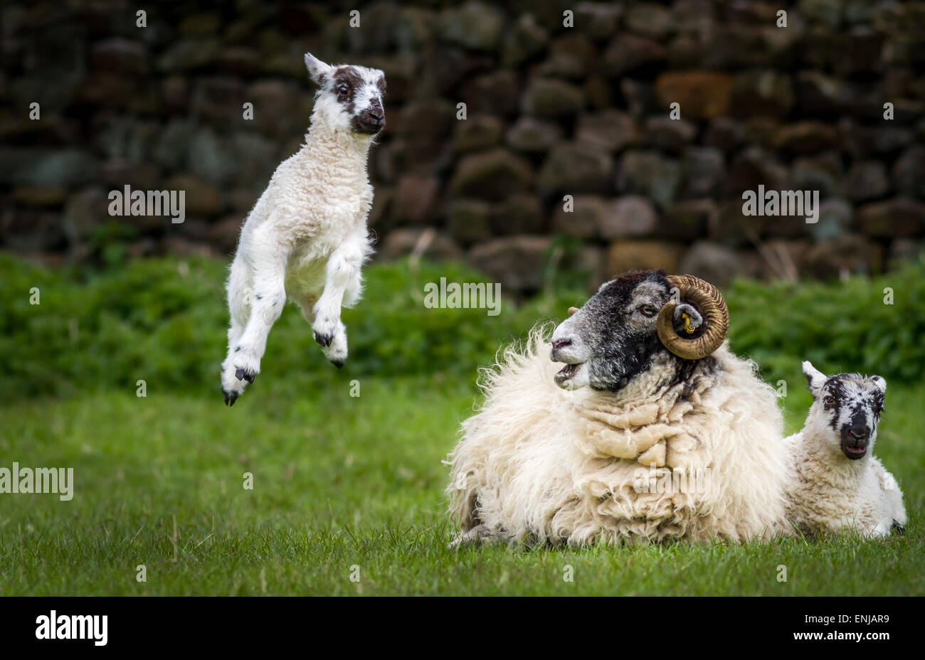 Gli animali della fattoria: Divertente foto di carino che saltava agnello simboleggia la primavera, Yorkshire, Regno Unito Foto Stock