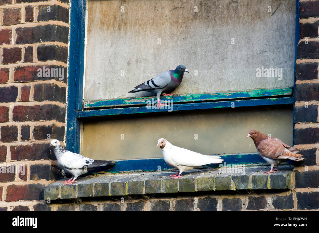 Piccioni selvatici ( Columba livia ) sono ' appollaiati su un davanzale di un vuoto edificio industriale, REGNO UNITO Foto Stock